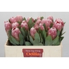 Protea Penny Pink