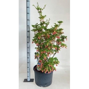 ENKI CAMPANULATUS