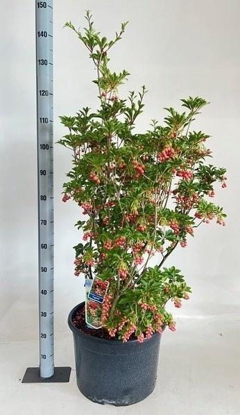 <h4>ENKI CAMPANULATUS</h4>