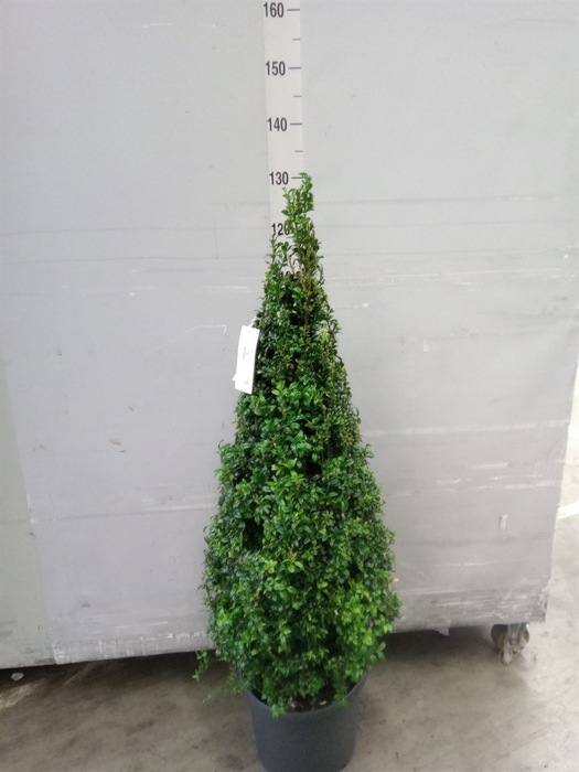 Buxus semp.   ...