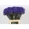 Agapanthus EYFORI Blue