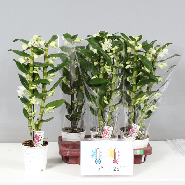 <h4>DENDR N SC APOLLON</h4>