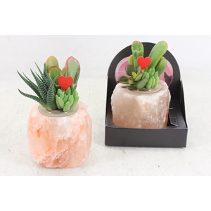 arr3 AD - Salt crystal x6