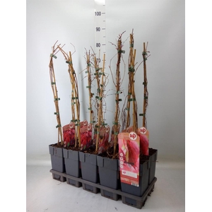 Parthenocissus    ...