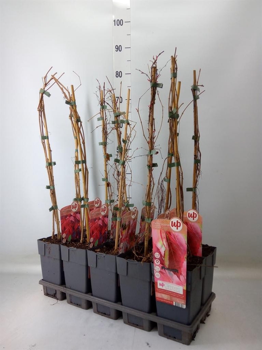 <h4>Parthenocissus    ...</h4>