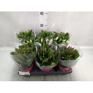 Schlumbergera   ...mix 3