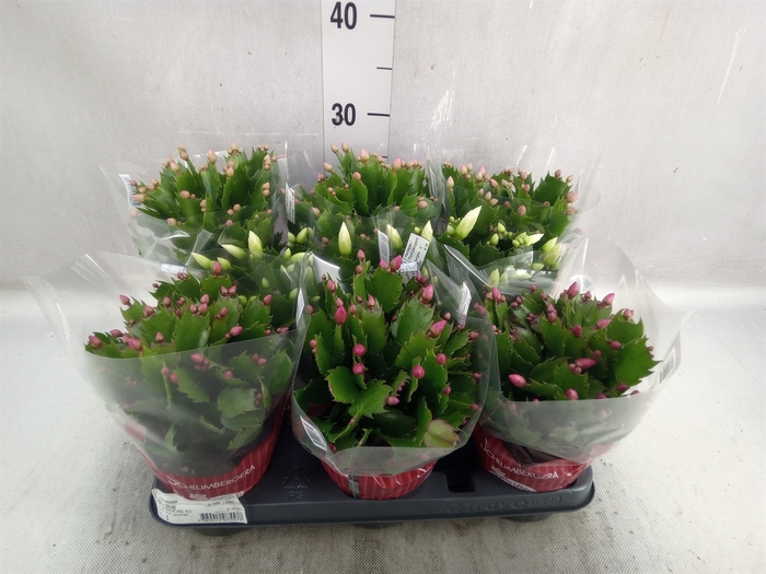 <h4>Schlumbergera   ...mix 3</h4>