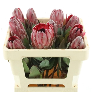 Protea Sharonet