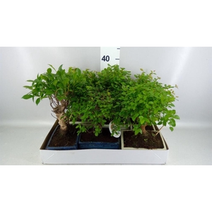 Bonsai ...mix
