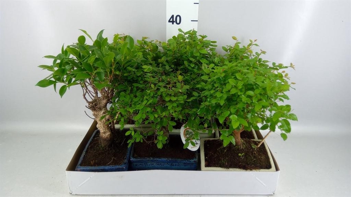 <h4>Bonsai   ...mix</h4>