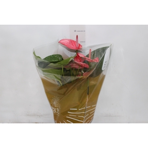 ANTHURIUM LIVIUM RUBY P17