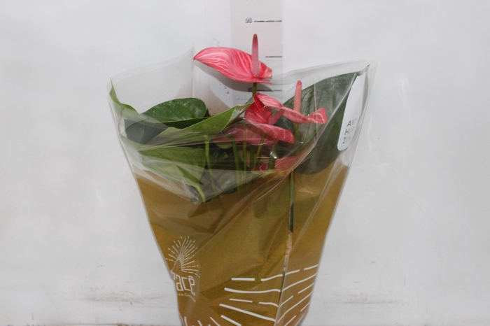 <h4>ANTHURIUM LIVIUM RUBY P17</h4>