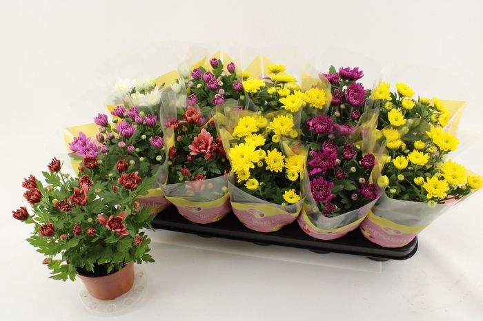 <h4>CHRYS GEVULDBL GEM</h4>