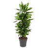 Dracaena Cintho