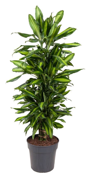 Dracaena Cintho