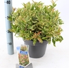 Leucothoe walteri