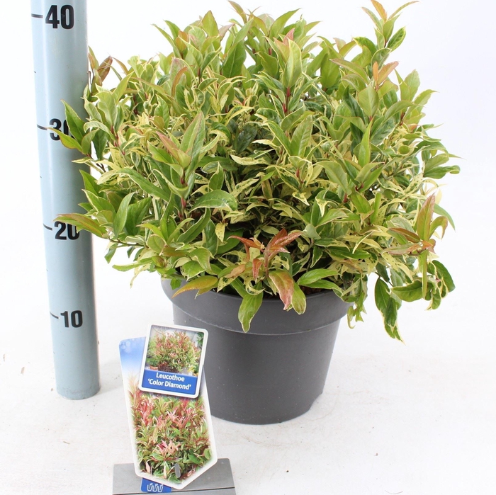 Leucothoe walteri