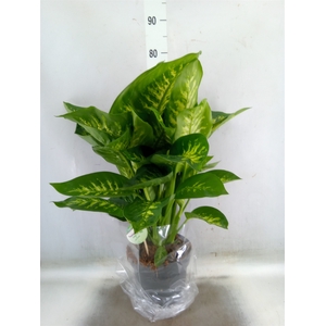Dieffenbachia seg. 'Reeva'