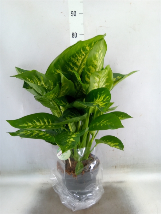 <h4>Dieffenbachia seg. 'Reeva'</h4>