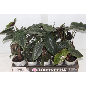 ALOCASIA CHANTRIERI P12