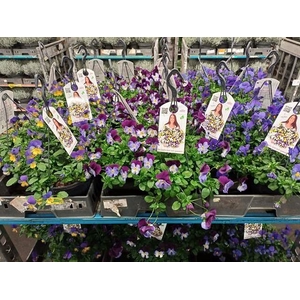 Viola wr. 'Cool Wave'   ...mix