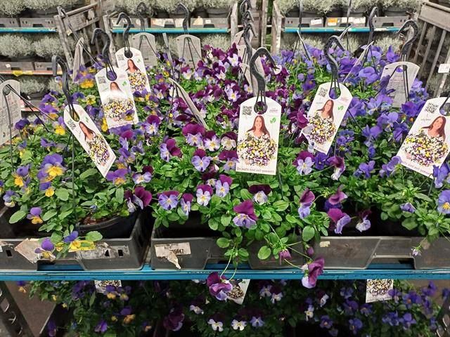 <h4>Viola wr. 'Cool Wave'   ...mix</h4>