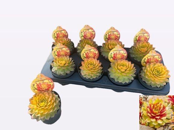 <h4>SEMP CC GOLD NUGGET</h4>