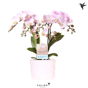 Kolibri Orchids Phalaenopsis Portugal 2 spike in pot white with easy watering system