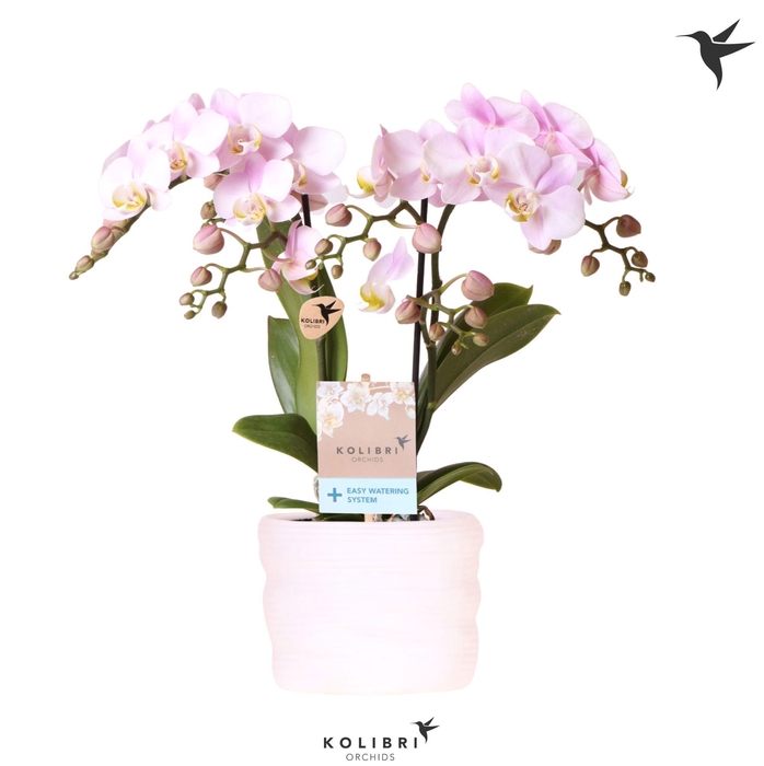 <h4>Kolibri Orchids Phalaenopsis Portugal 2 spike in pot white with easy watering system</h4>