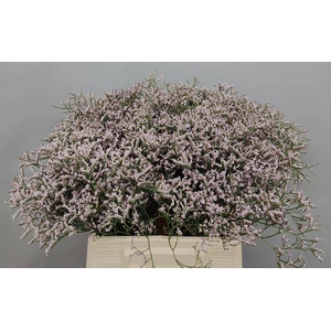 LIM TALL PINK EMILLE TARTARICUM-Achtig