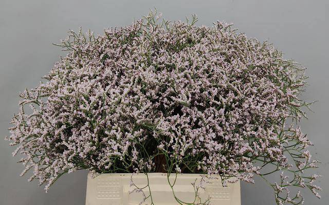 <h4>LIM TALL PINK EMILLE TARTARICUM-Achtig</h4>
