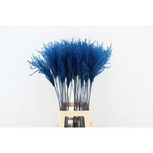 DF Miscanthus 90cm Blue