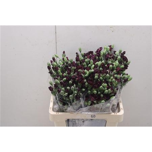 Di Solomio Deep Purple