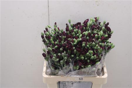 <h4>Di Solomio Deep Purple</h4>