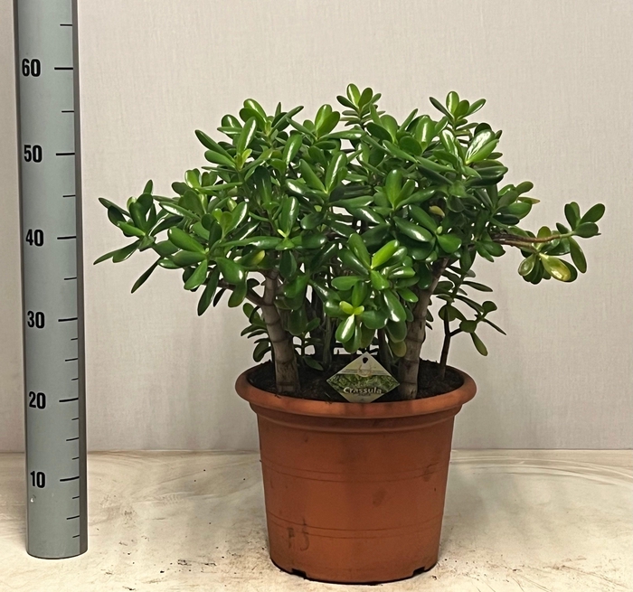 <h4>CRASS OVATA</h4>