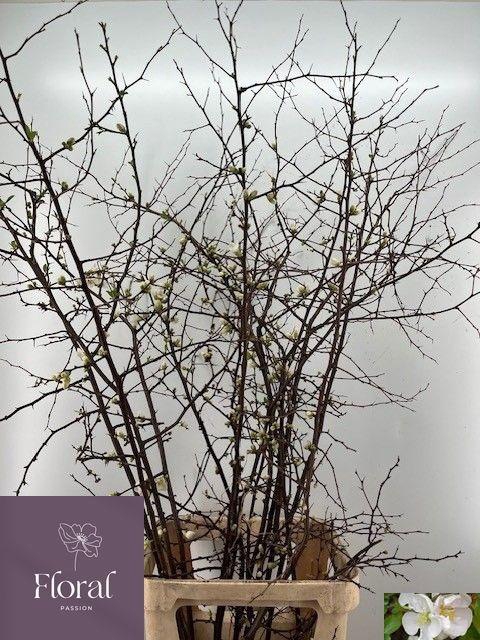 <h4>CHAENOMELES OV</h4>