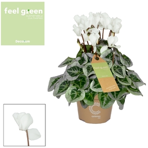 Cyclamen SS Picasso White FEEL GREEN Decorum