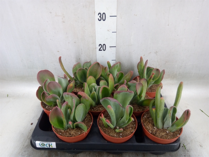 <h4>Kalanchoe NF thyrsiflora 'Red Lips'</h4>
