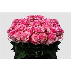 Rosa ec magic times