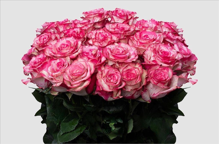 <h4>Rosa ec magic times</h4>