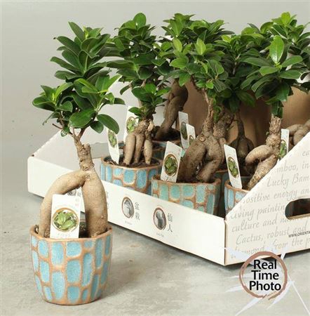 <h4>Fic Mi Ginseng Design Pot</h4>