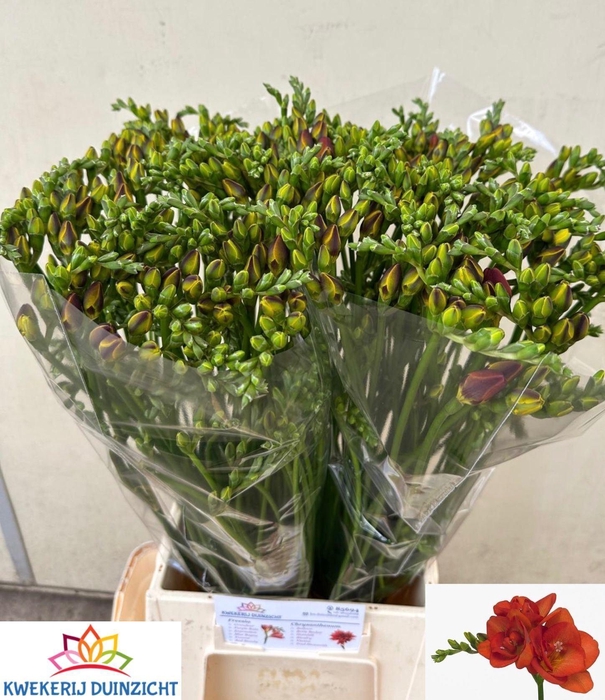 <h4>FREESIA DU RED BEAUTY BUNDT</h4>