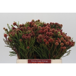 Kaaps Groen Brunia Fraga (Clusterstar Raspberry)
