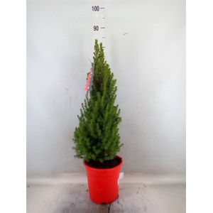 Picea glauca 'Perfecta'