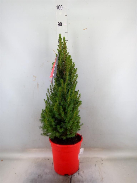 <h4>Picea glauca 'Perfecta'</h4>
