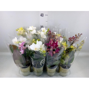 Phalaenopsis   ...mix
