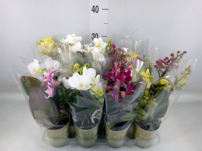 <h4>Phalaenopsis   ...mix</h4>