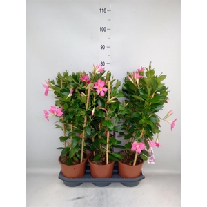 Mandevilla sand. 'Eagle Eye'