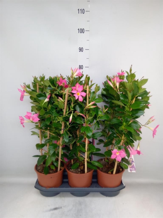 <h4>Mandevilla sand. 'Eagle Eye'</h4>