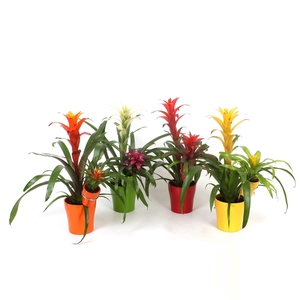 Bromelia Mix Moeder en Kind